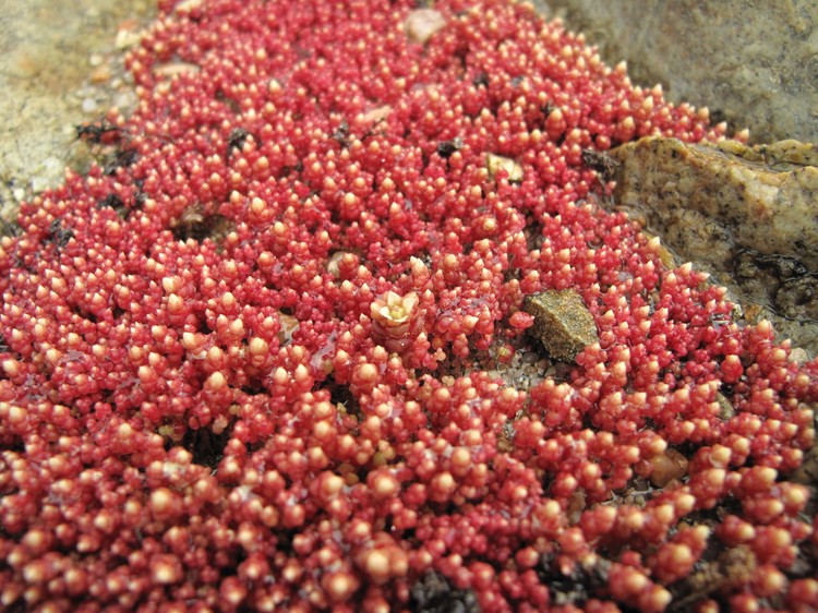 Sedum andegavense